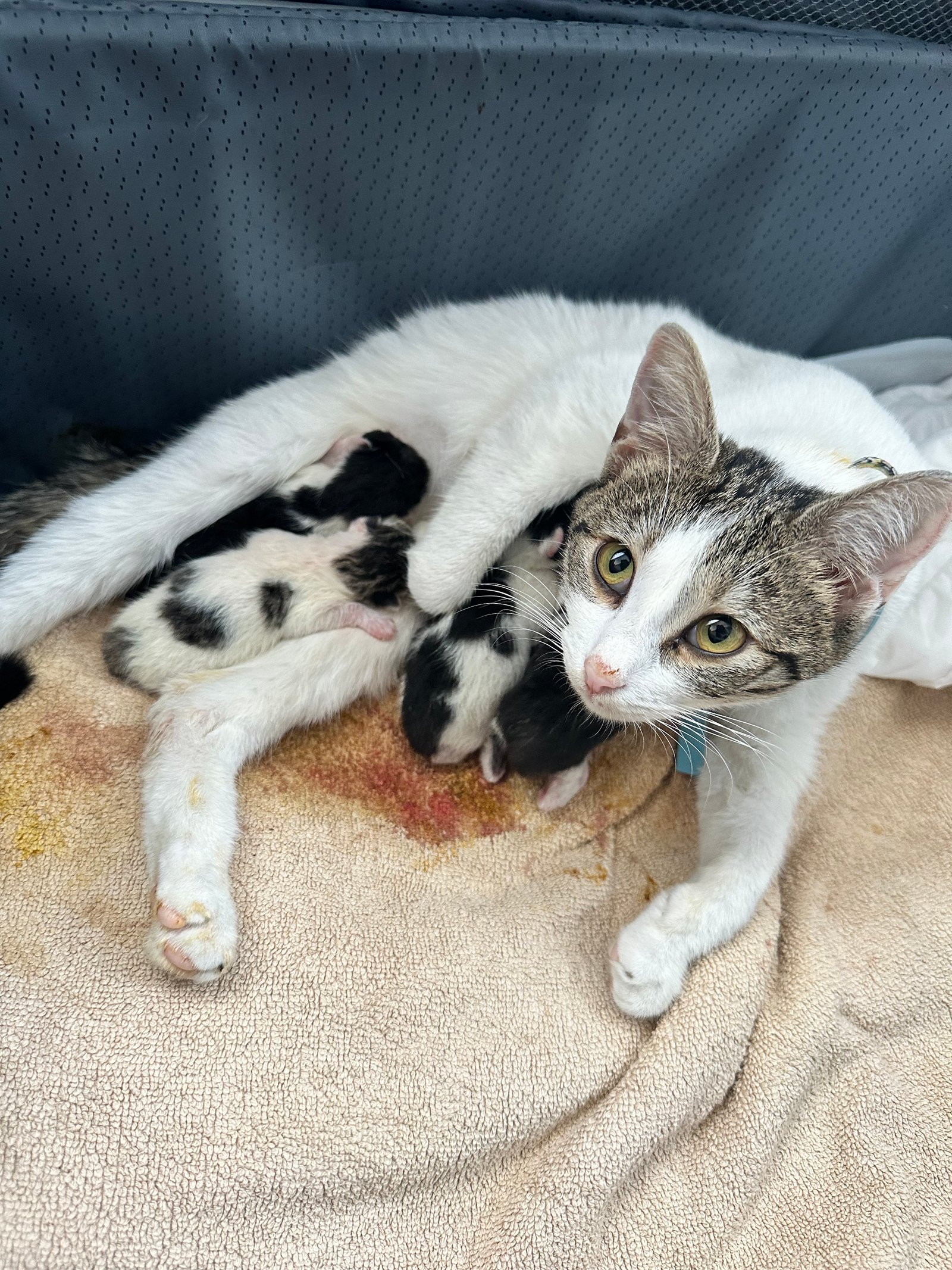 Işık - Sahiplenme İlanı