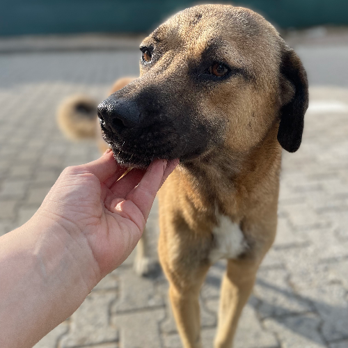 Tomtom - Sahiplenme İlanı