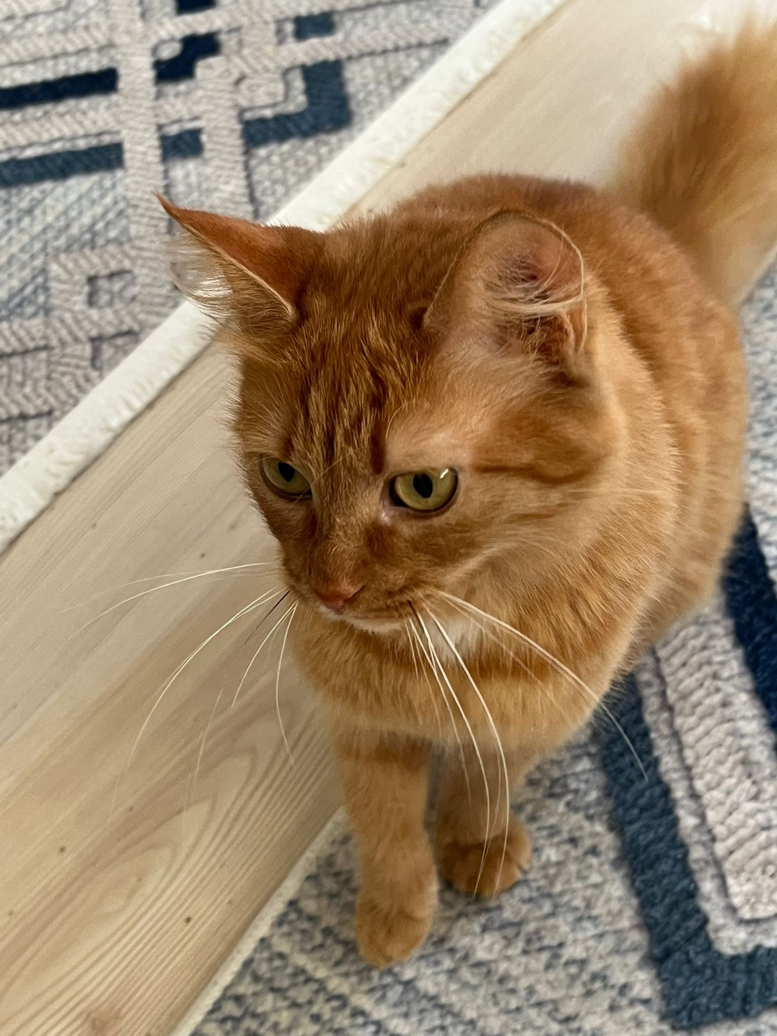 Tüylü - Sahiplenme İlanı