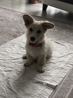 Leydi - Sahiplenme İlanı