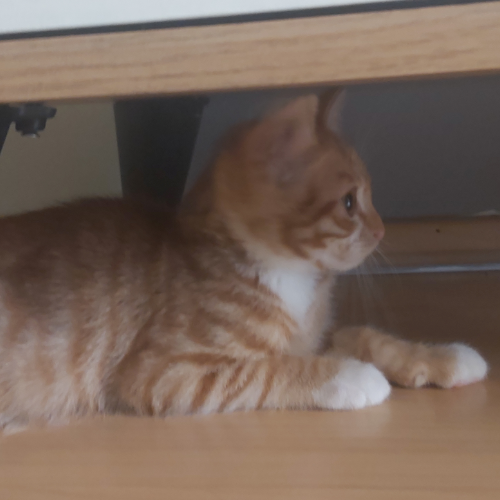 Reis - Sahiplenme İlanı