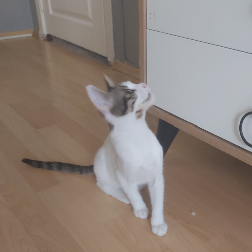 Müzeyyen - Sahiplenme İlanı