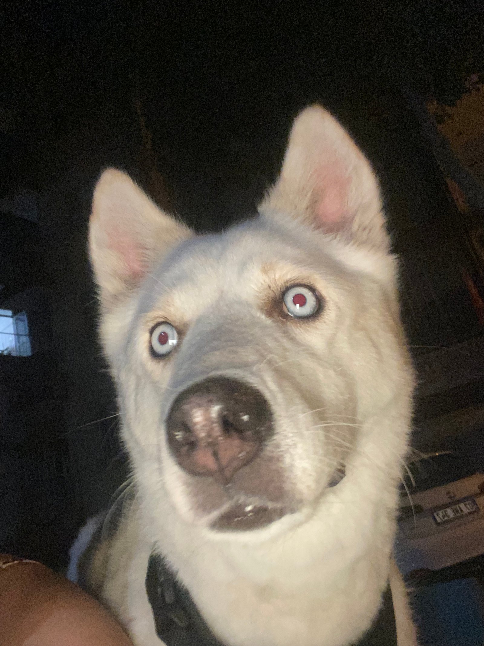 Hachi - Sahiplenme İlanı