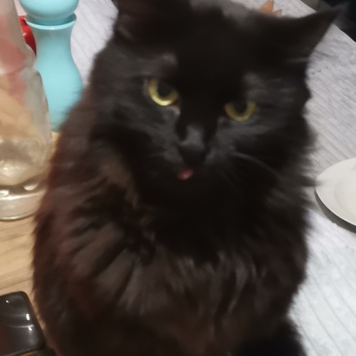 Karakız - Sahiplenme İlanı