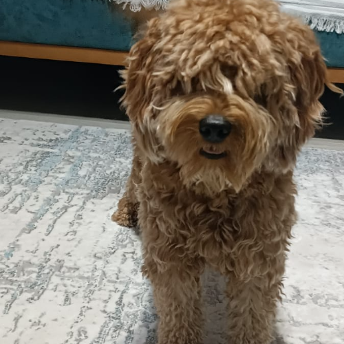 Tarçın - Sahiplenme İlanı