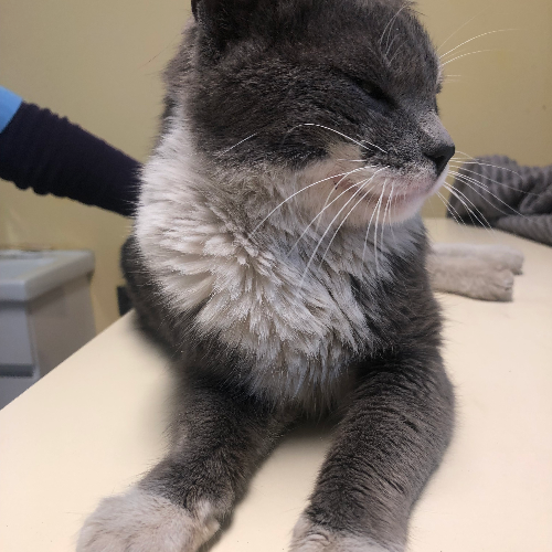 Bal - Sahiplenme İlanı