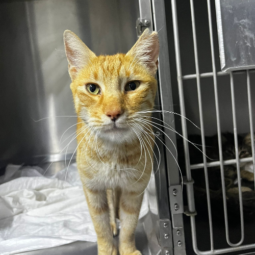 Sarı - Sahiplenme İlanı