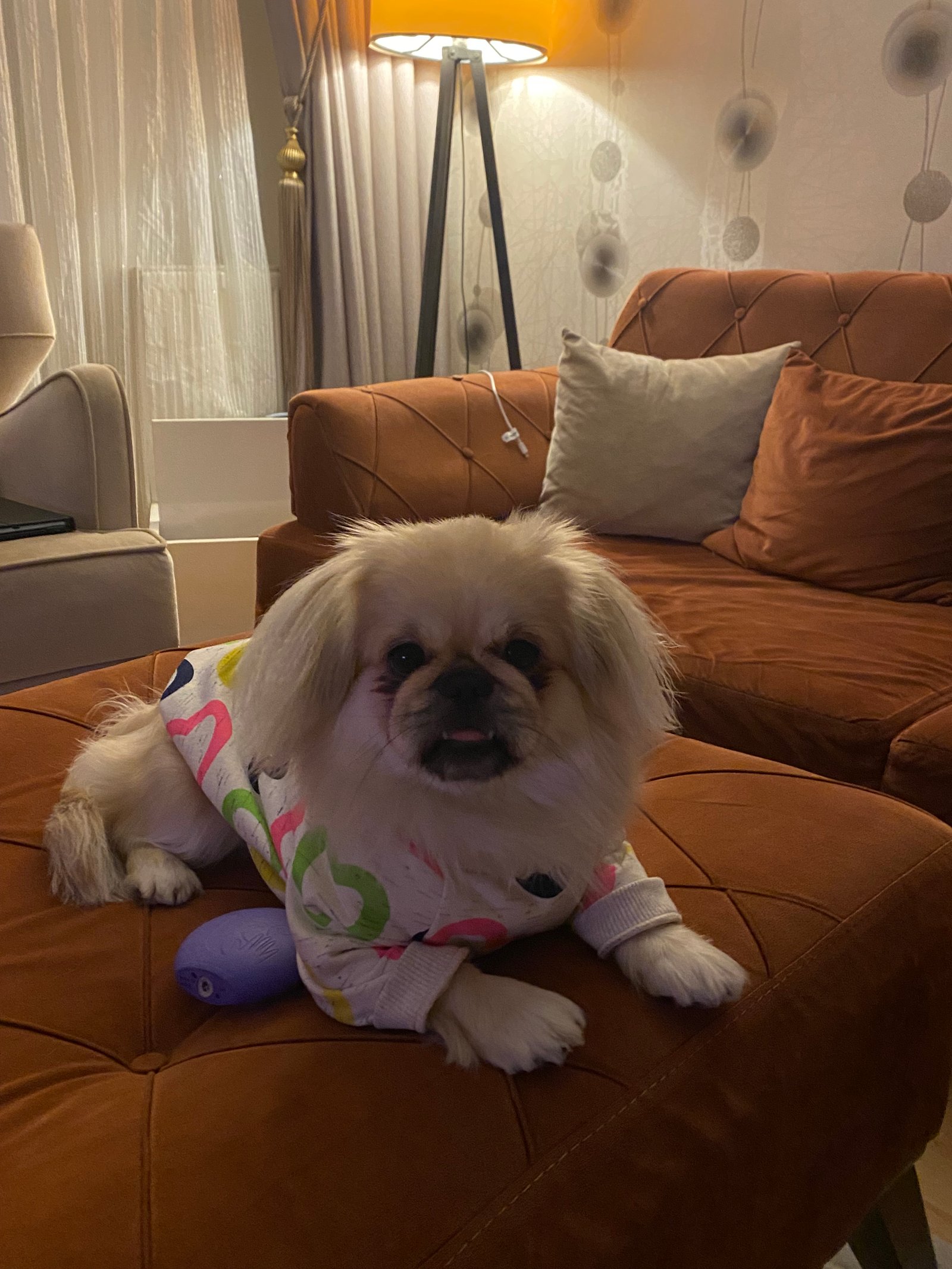 Lily Pekines - Sahiplenme İlanı