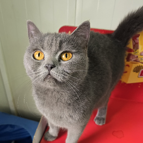 Yumak - Sahiplenildi