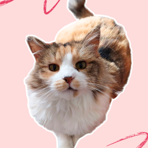 Lia - Sahiplenme İlanı