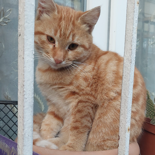 Umut - Sahiplenme İlanı