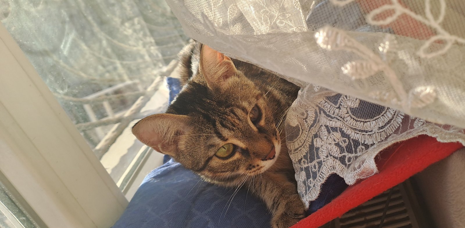 Zeyno - Sahiplenildi