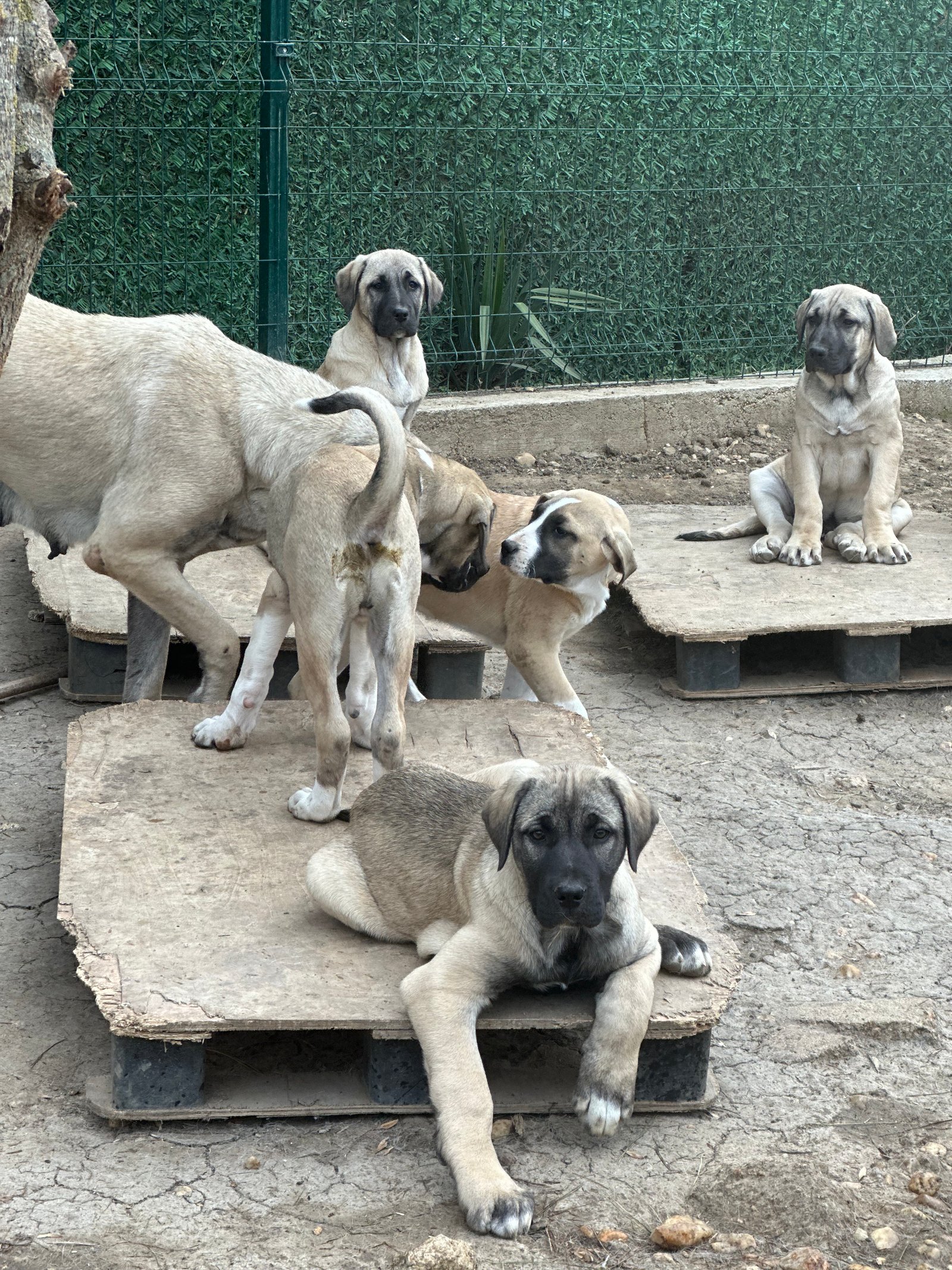 Sevimli kangallar - Sahiplenme İlanı