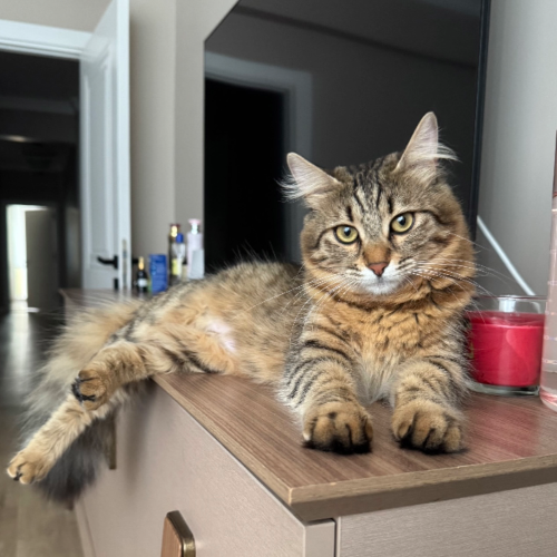 Mayla - Sahiplenildi