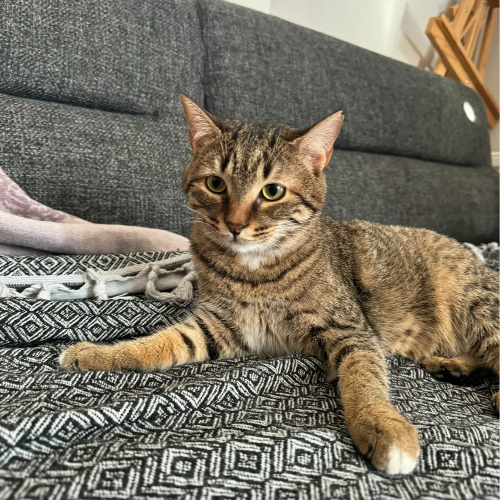 TEMAS BAĞIMLISI ve KISIR - Sahiplenme İlanı