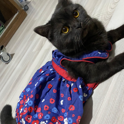 British - Sahiplenme İlanı