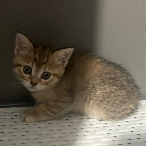 Dişi yavru kedi - Sahiplenme İlanı