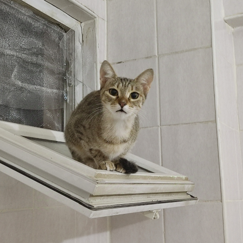 Utangaç - Sahiplenme İlanı