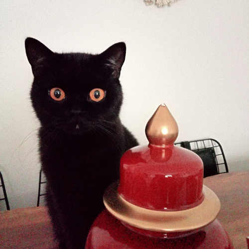 Zeytin - Sahiplenme İlanı