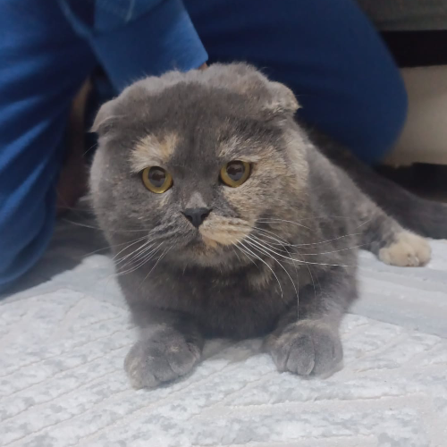 Minnoş - Sahiplenildi