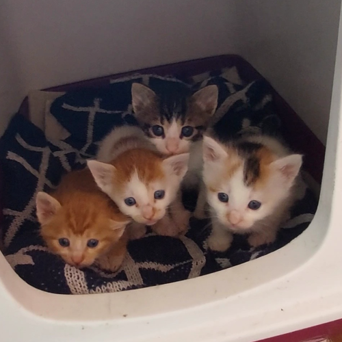 Bebekler - Sahiplenme İlanı