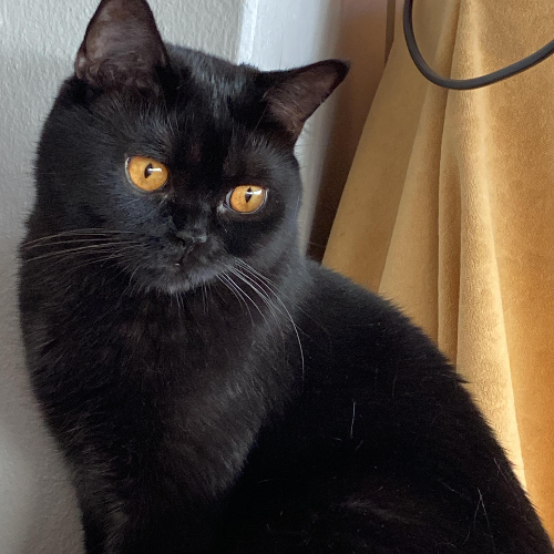 Asil - Sahiplenme İlanı