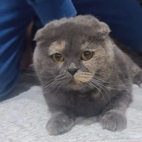 Minnos - Sahiplenme İlanı