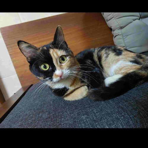 Siz koyun.. - Sahiplenme İlanı