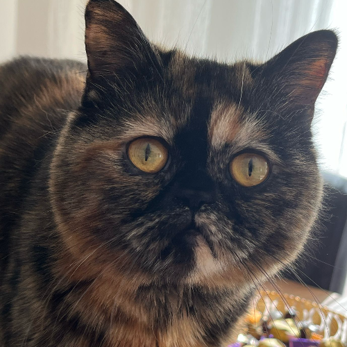 Sevimli - Sahiplenme İlanı