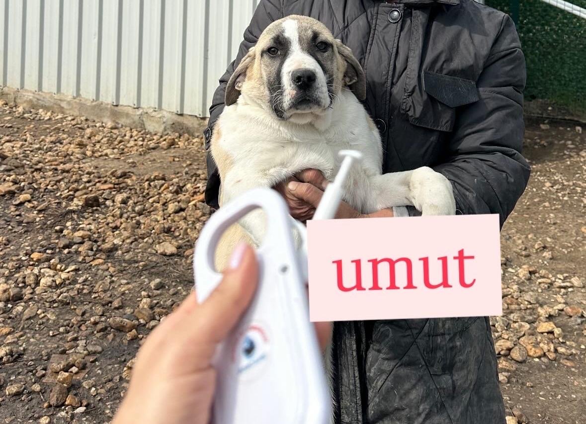 Yavrular - Sahiplenildi