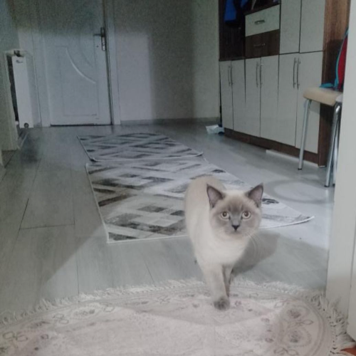 Toprak - Sahiplenme İlanı