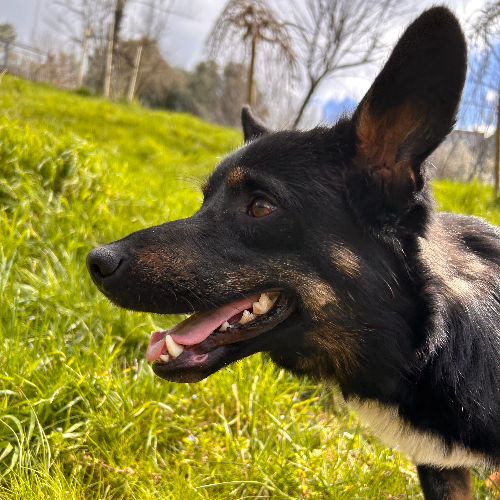 Archie - Sahiplenme İlanı