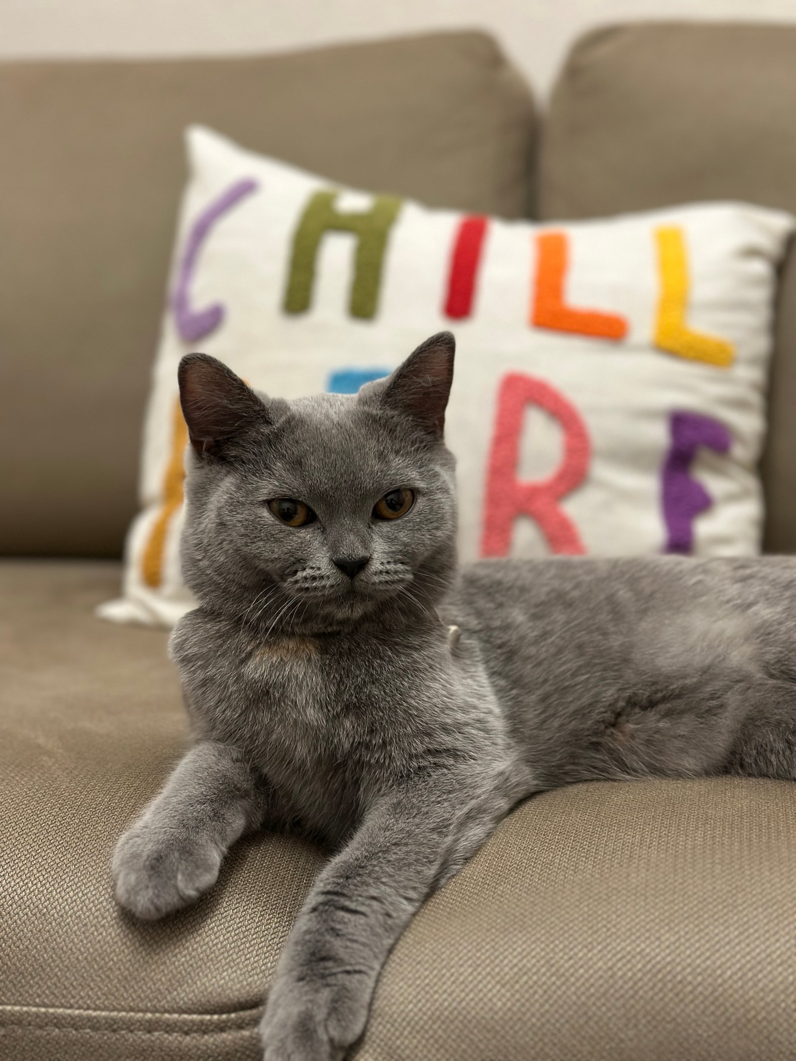 Misha - Sahiplenme İlanı