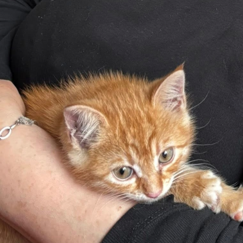 Patiş - Sahiplenme İlanı