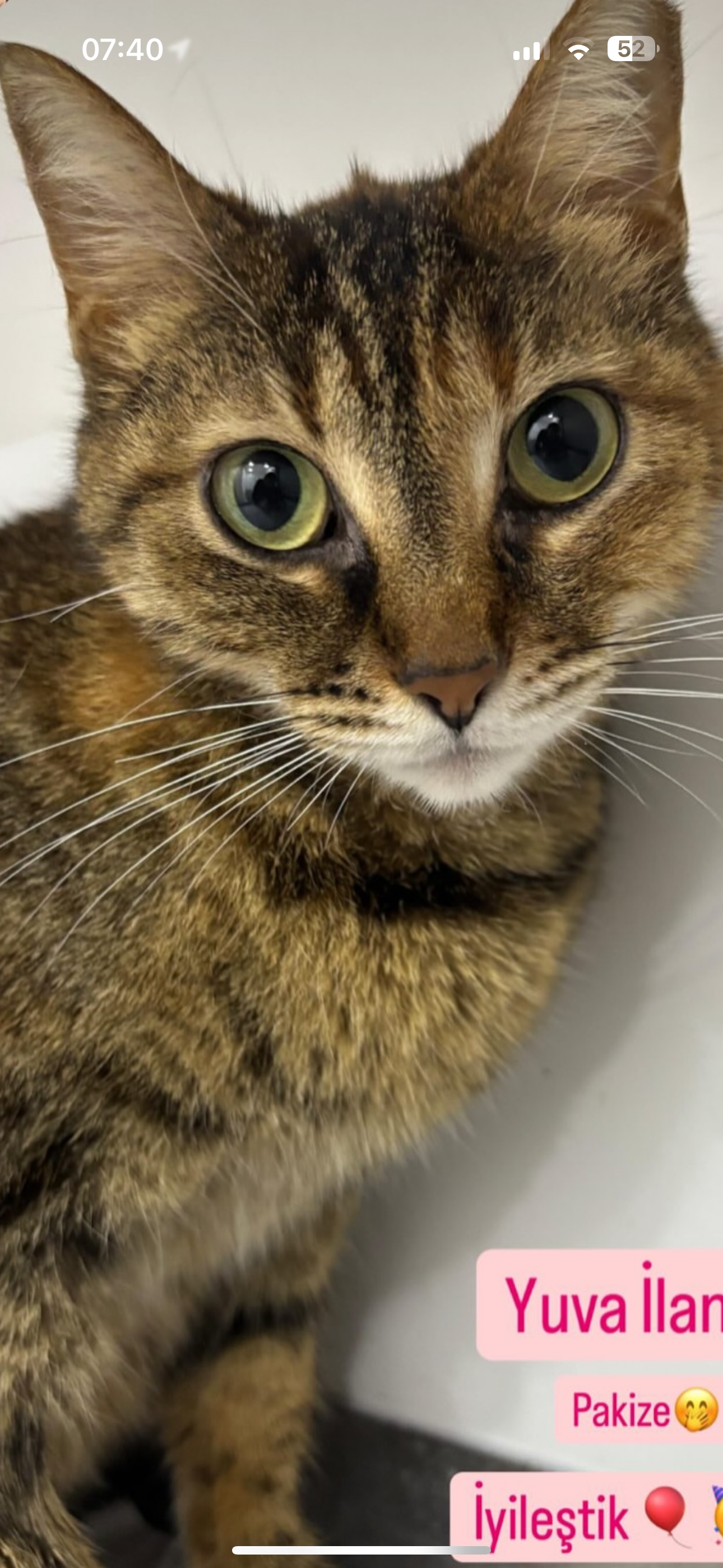 Pakize - Sahiplenme İlanı