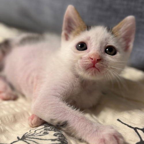 Yavru - Sahiplenme İlanı