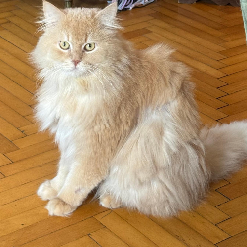 Sergen - Sahiplenme İlanı