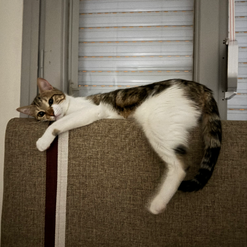 Sütlaç - Sahiplenildi