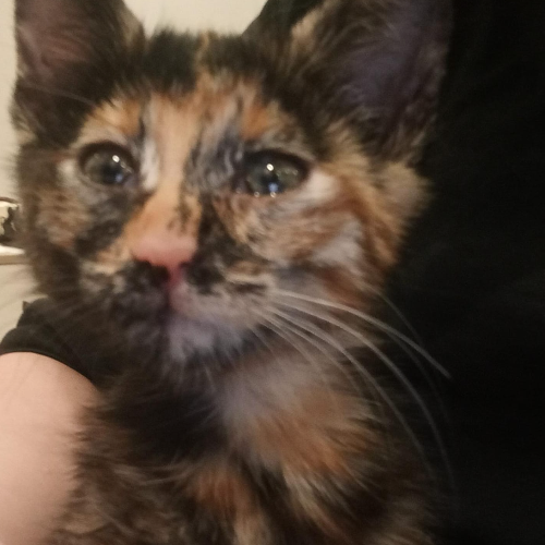 isimsiz - Sahiplenildi