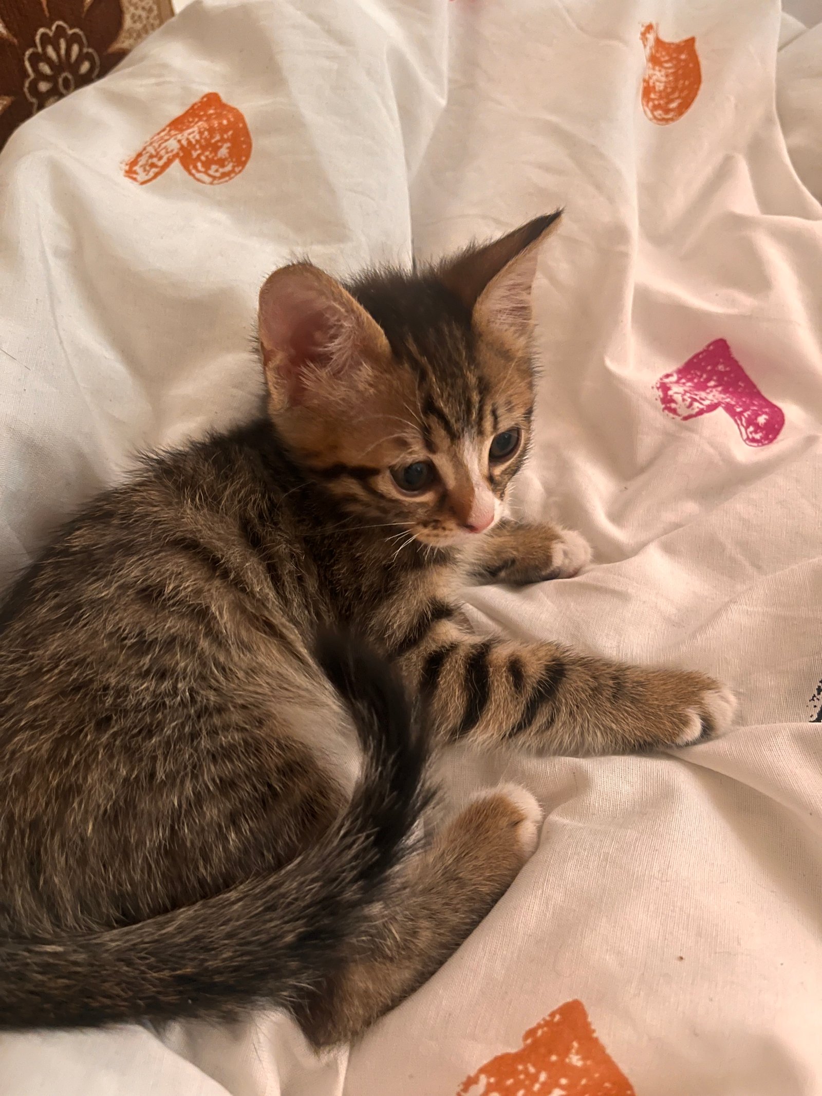 saçaklı - Sahiplenme İlanı