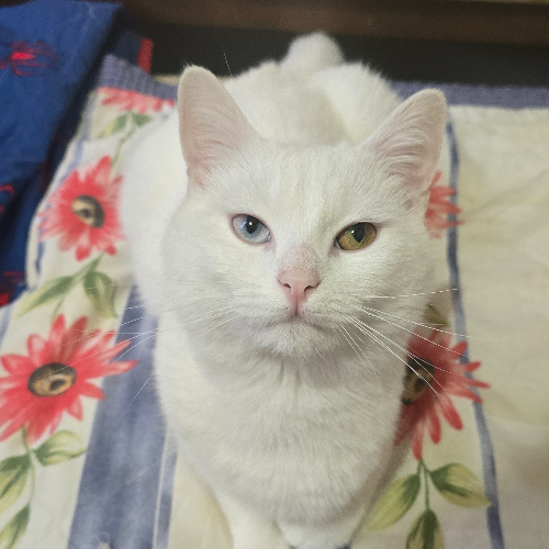 KASPER LİYA PUFİ - Sahiplenme İlanı