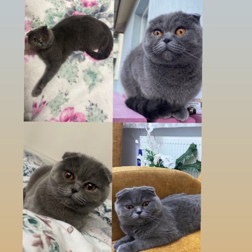 Mia - Sahiplenme İlanı