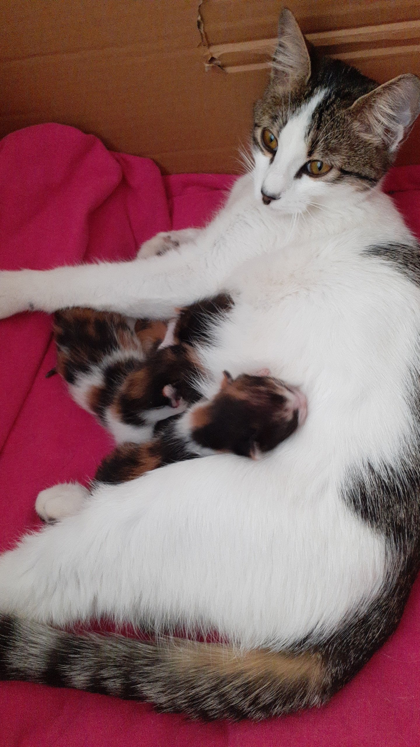 İsimleri yok - Sahiplenme İlanı