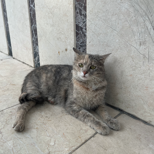 Yumoş - Sahiplenildi