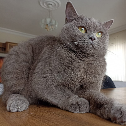 lila - Sahiplenme İlanı