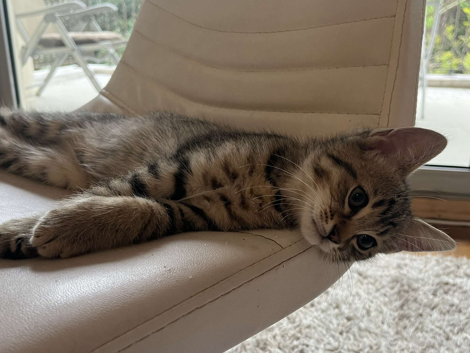 Minik - Sahiplenme İlanı