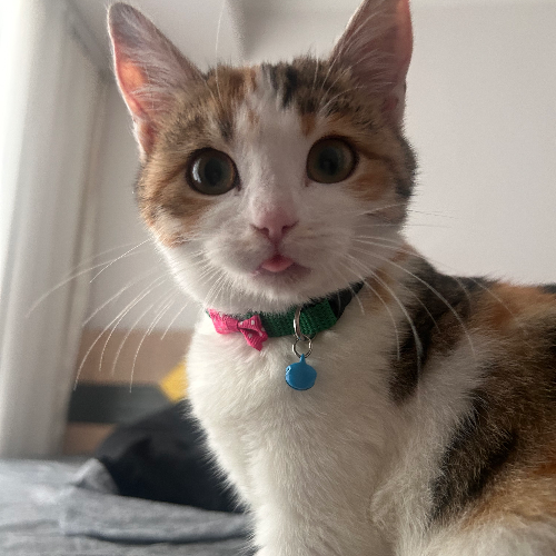 lokum - Sahiplenme İlanı