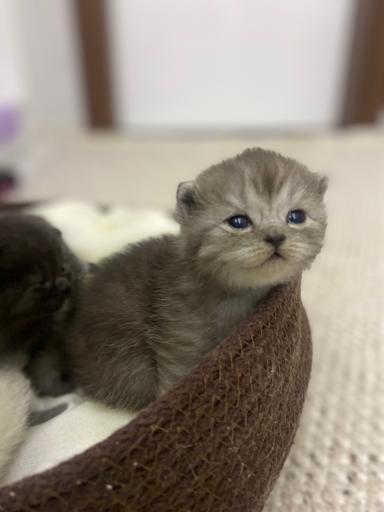 Garip - Sahiplenildi