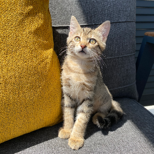 Nilay - Sahiplenme İlanı