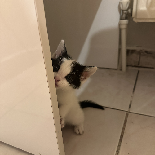 Cookie - Sahiplenme İlanı